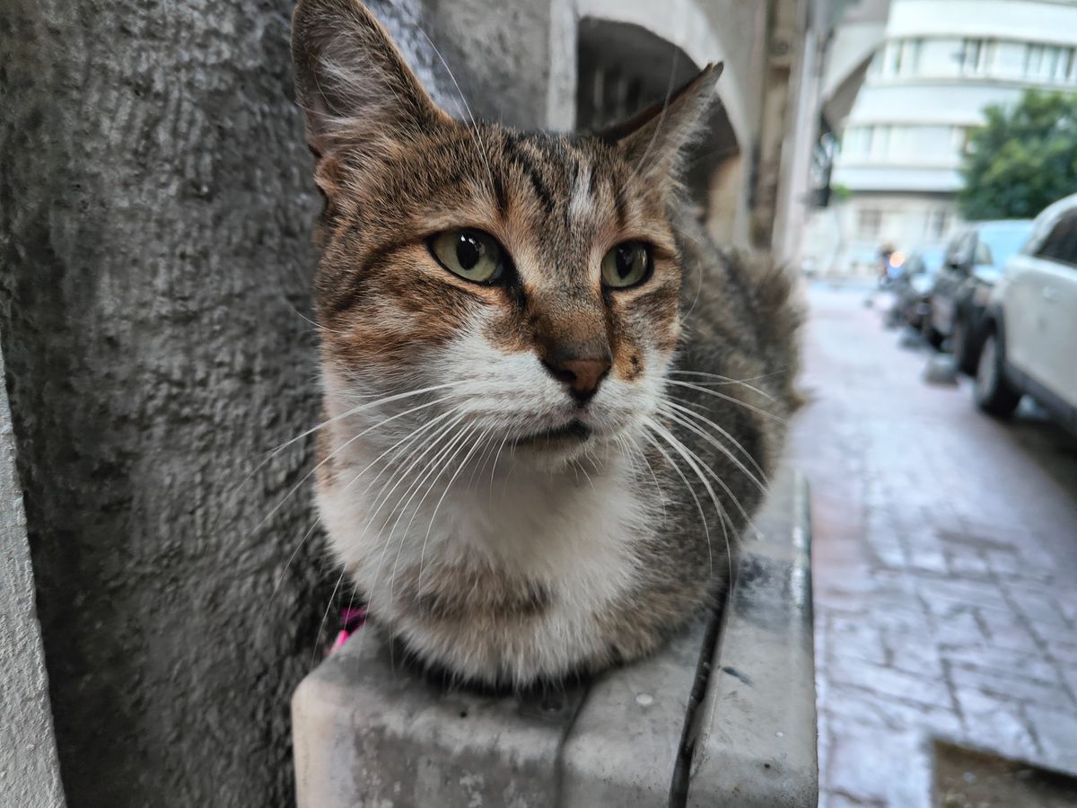 OnePlus 10T camera sample