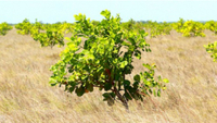 Tree-Nation Valentine's Tree for Tribals