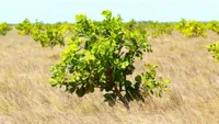Tree-Nation Valentine's Tree for Tribals