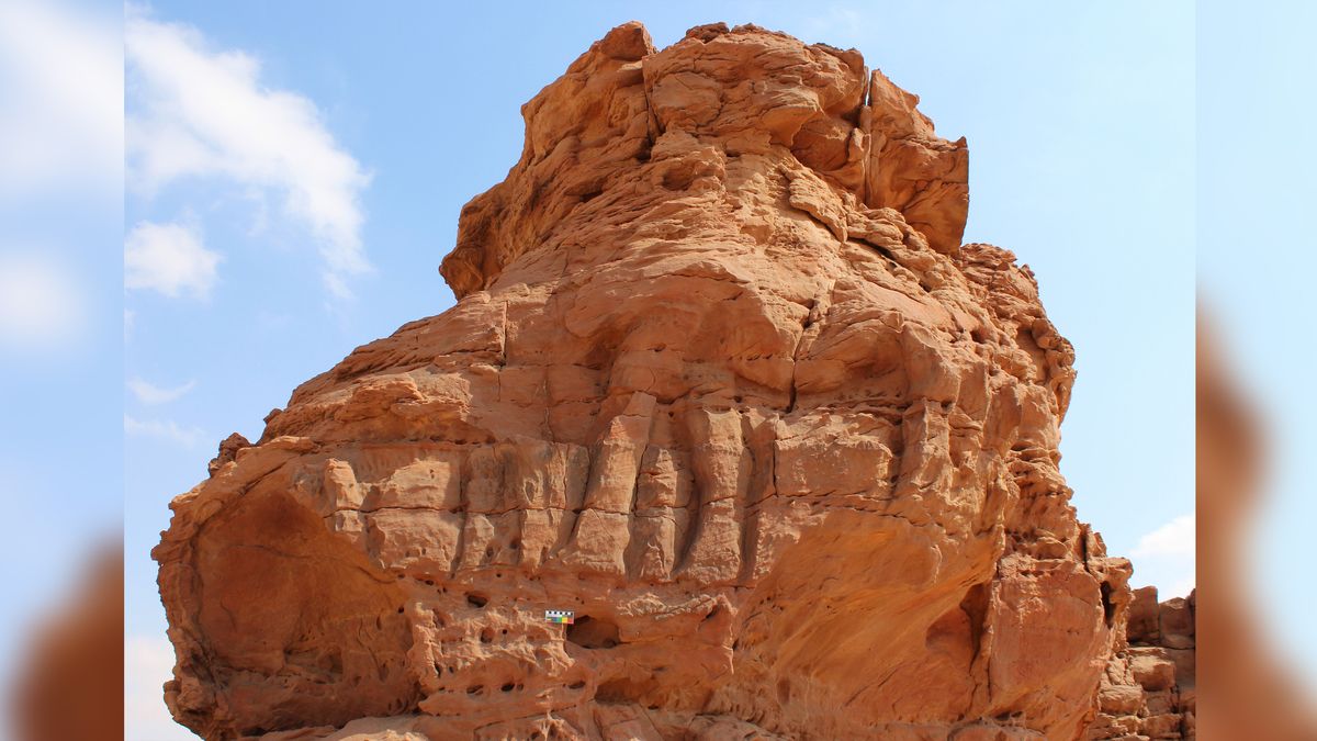 Parade of life-size camel carvings in northern Arabia date to the Stone Age