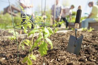 Shovel trowel sits in soil dirt alongside tomato plant seedling in community garden
