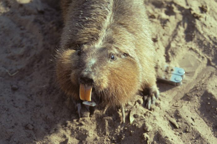Ctenomys conoveri inhabit the lowland plains