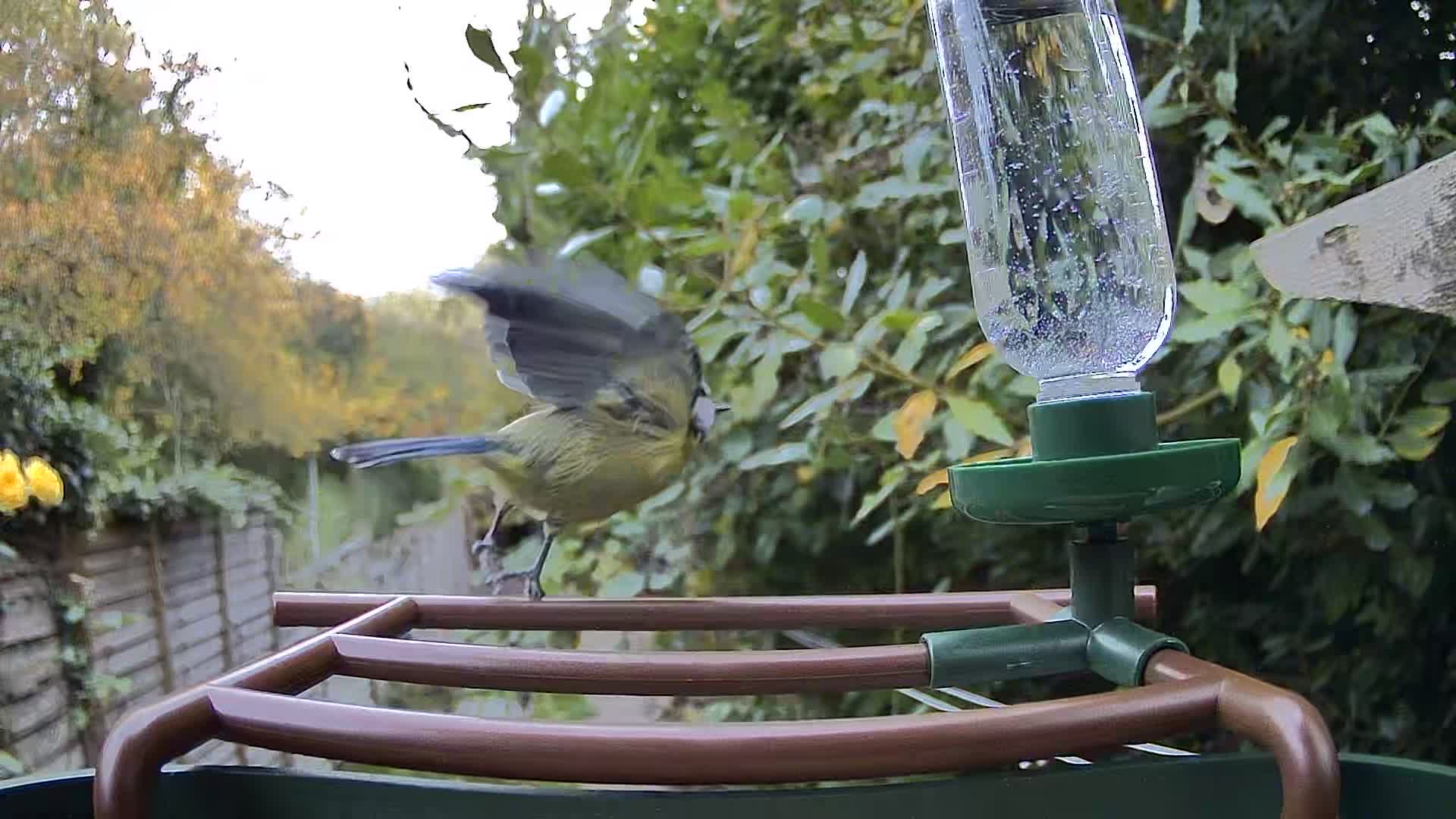 Camouflage EZ Birdfeed photo