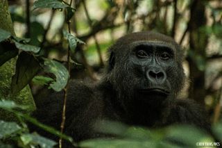 gorillas, chimpanzees, congo