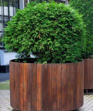 thuja (conifer) in container