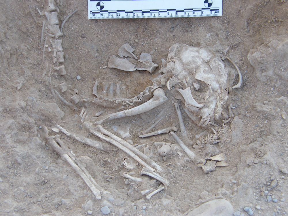 cat burials in Hierakonpolis