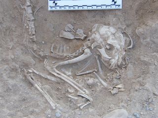 cat burials in Hierakonpolis