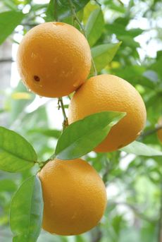 Oranges On Tree