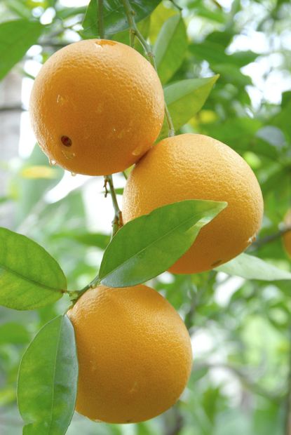 Types of Oranges