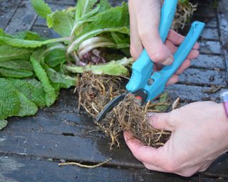 Trimming the roots of a divided clump of primroses so they grow back more strongly