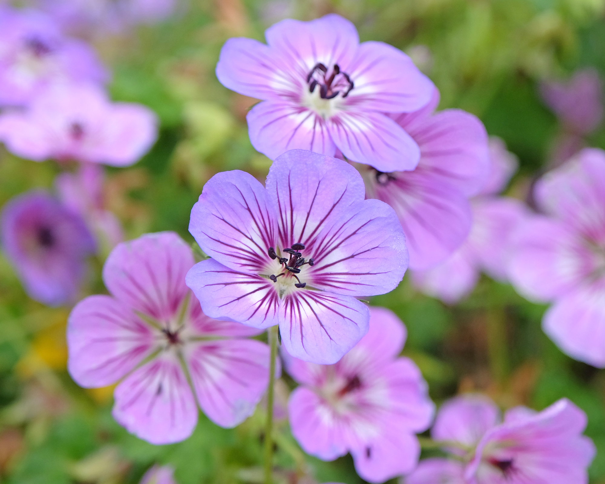 violet hardy geranium in garden