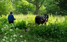working horse trust