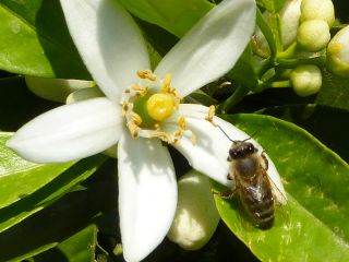 honeybee visiting citrus flower