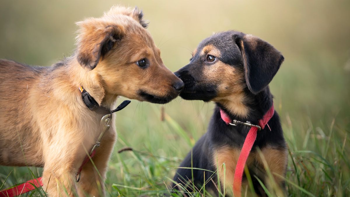 Two puppies sniffing each others faces