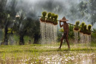 Man walks across field carrying crops