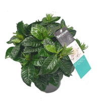 Scented Gardenia 20-30cm: £17.99 at House Plant&nbsp;