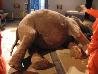 Dissecting an elephant for Inside Nature’s Giants.