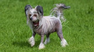 Chinese Crested Dog on grass