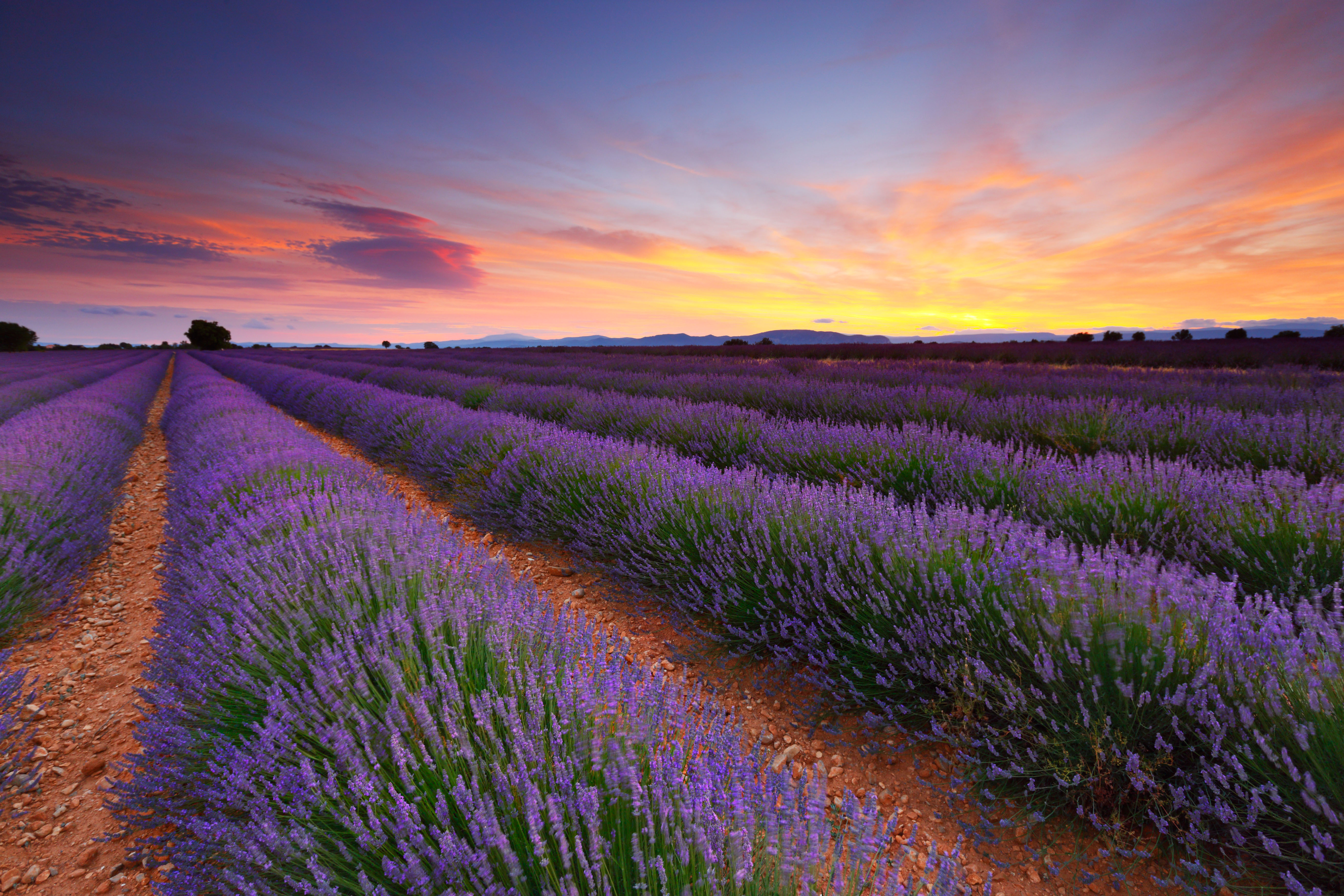 Lavender field at sunset.