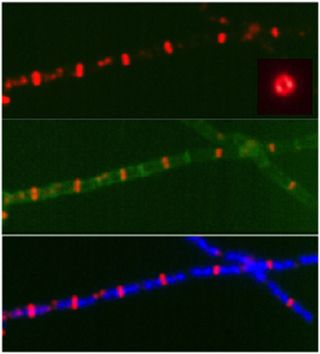 E.coli Cell Division 