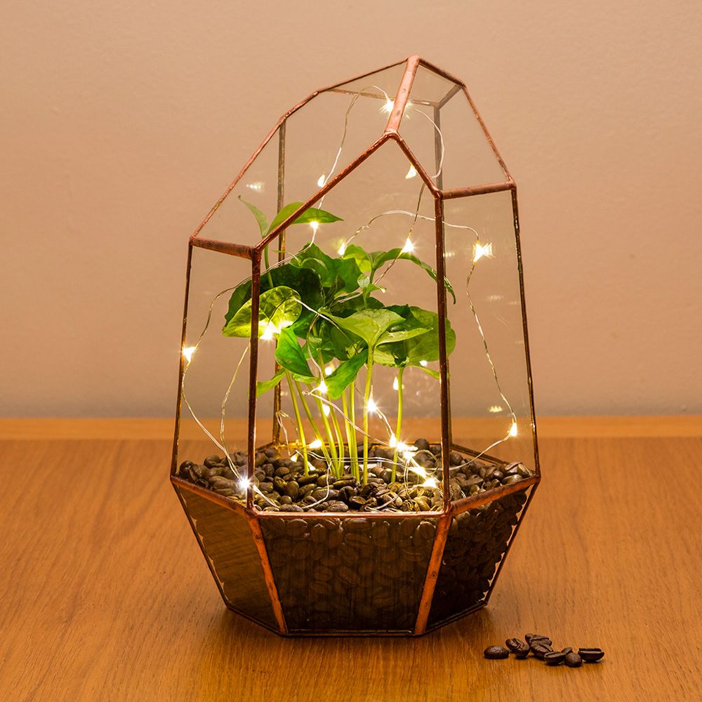 10 terrarium ideas for a beautiful plant display Real Homes