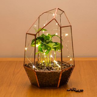 Copper Coffee Gem Terrarium With LED Lights, The Urban Botanist