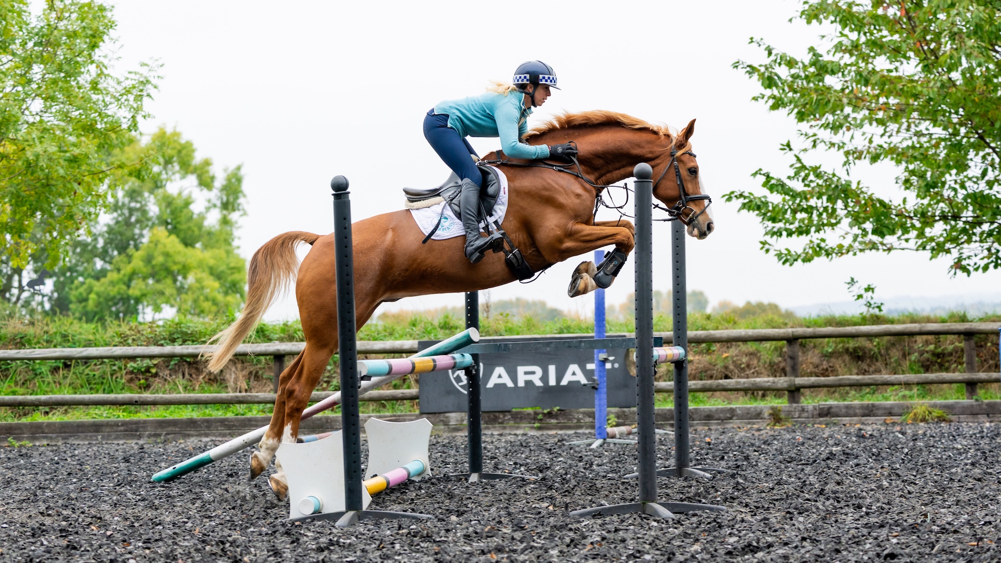 chestnut horse side on doing gridwork exercise for technique