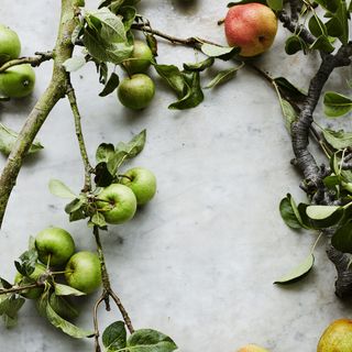 Apple tree branches with apples on them