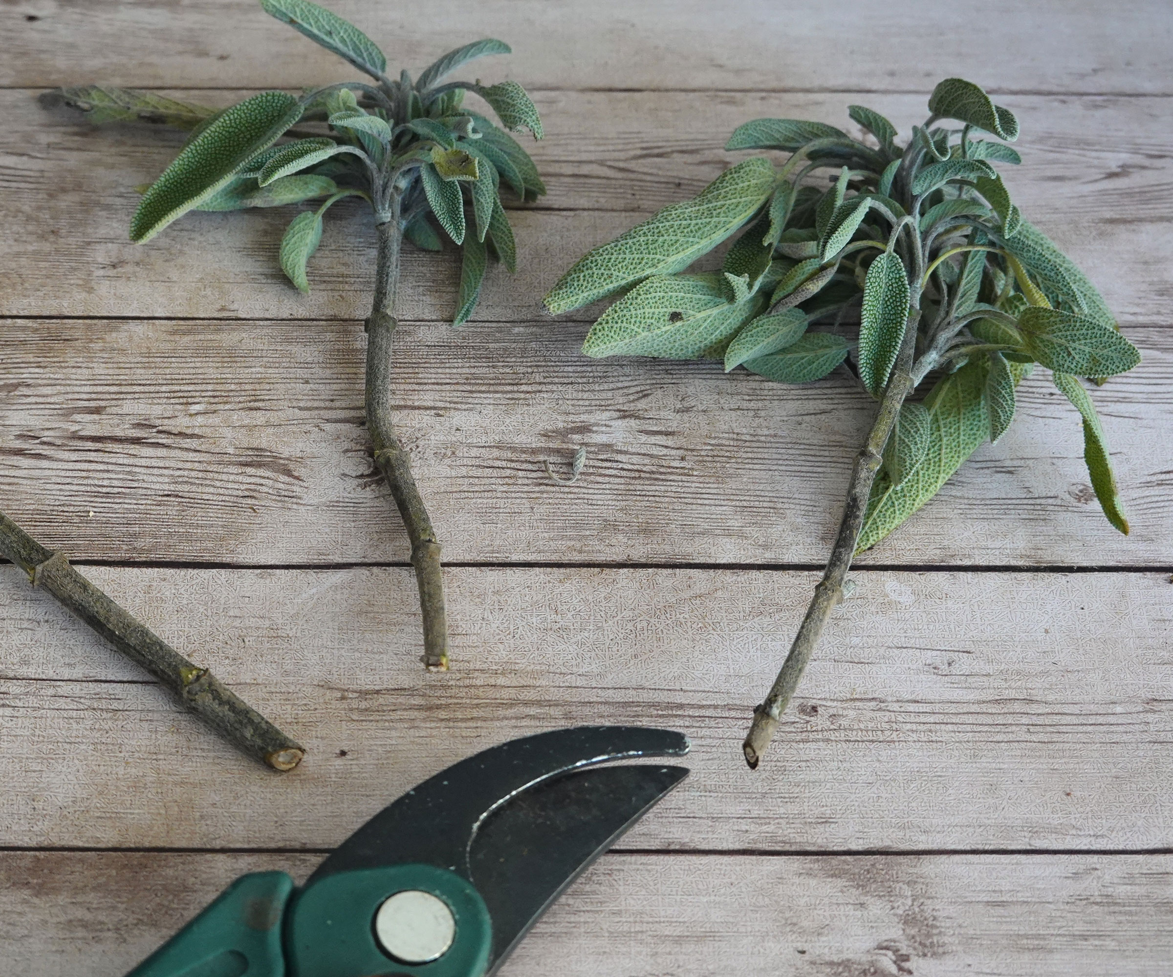 sage cuttings sitting on wooden table with pruners