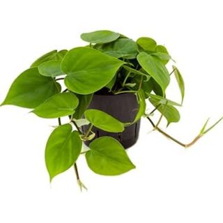 Philodendron