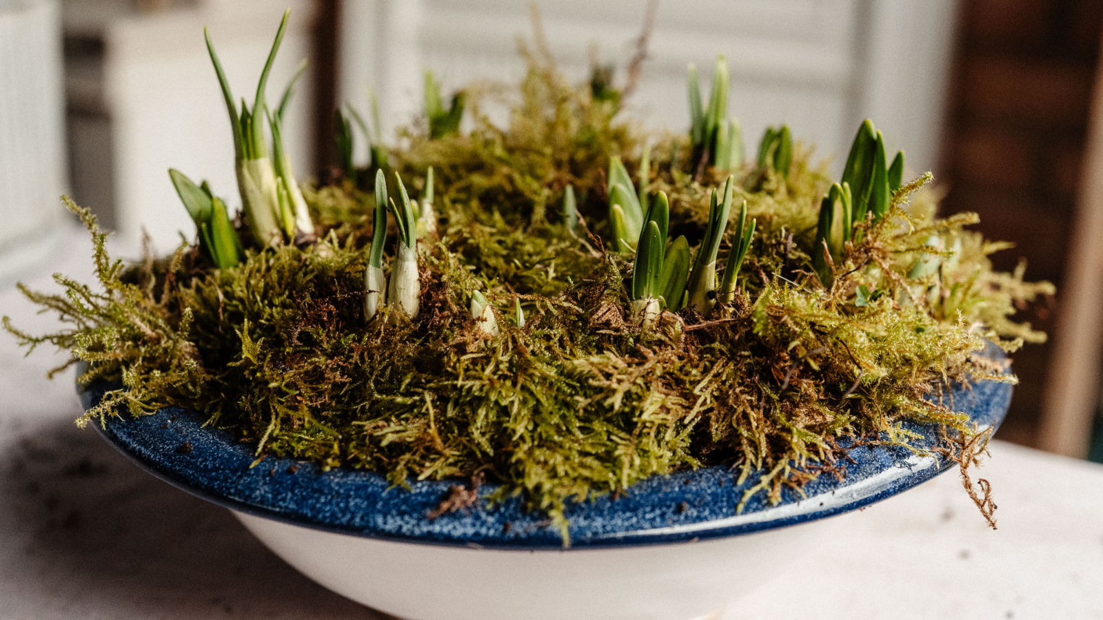 Ceramic bowl with blue rim, filled with daffodil shoots and moss