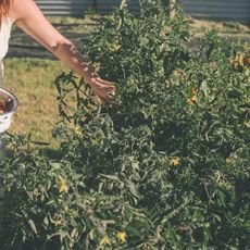 Simple longevity habits: A woman picking vegetables and rolling a yoga mat