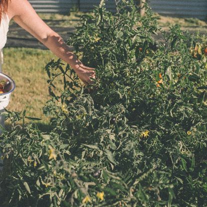 Simple longevity habits: A woman picking vegetables and rolling a yoga mat