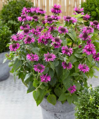 Monarda Bee-You is a dwarf series of plants that are ideal for containers