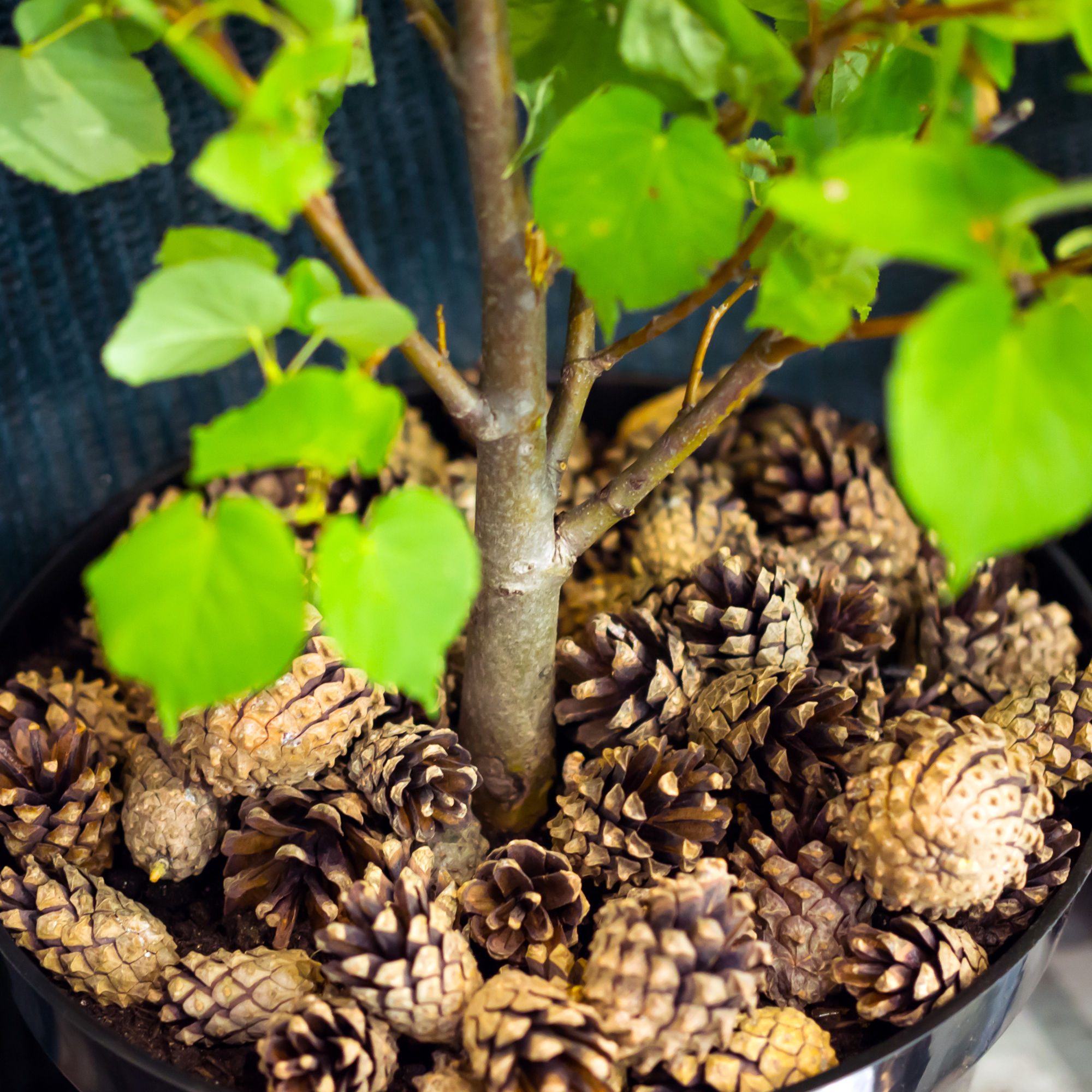 pine cone mulching in a plant pot by tanyss - GettyImages -1194308188