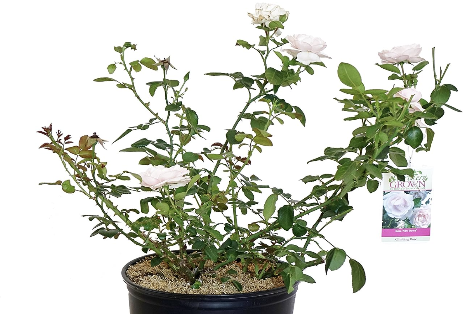 Climbing plants for shade 10 varieties to choose from Livingetc