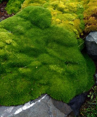 scleranthus biflorus groundcover plants foliage leaves green evergreens alpines covering a rock