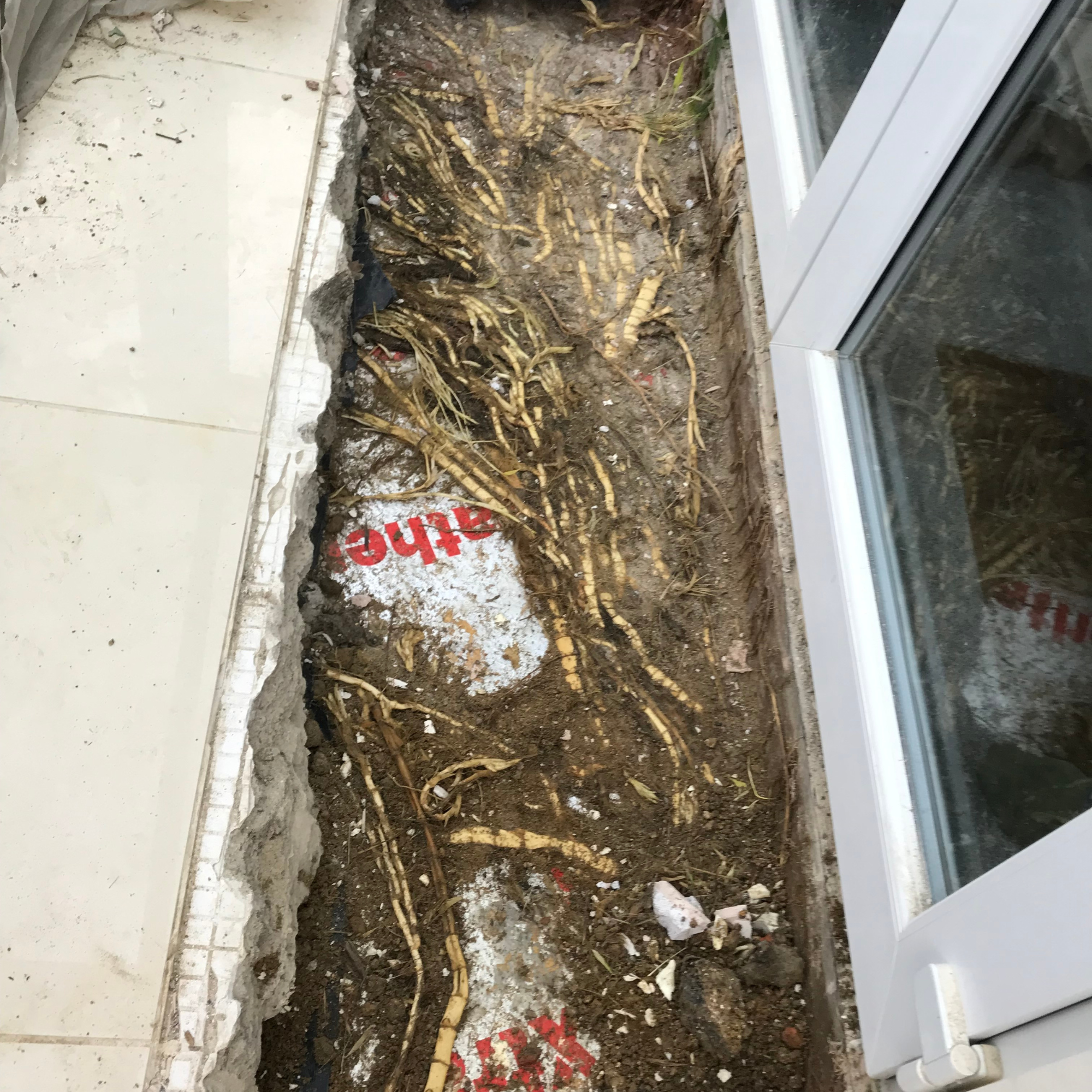 Pulling up the conservatory floor to reveal a rhyzome of bamboo.