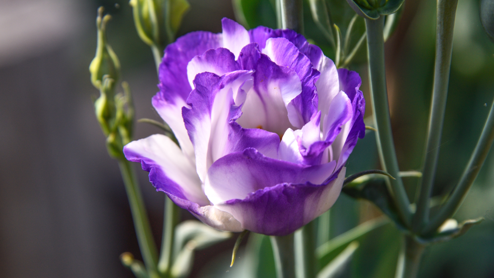 Close-up of purple picotee Lisianthus in the garden