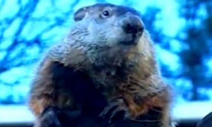 Spring may be just around the corner, according the nation's rodent meteorologist, Punxsutawney Phil, who is rarely right.