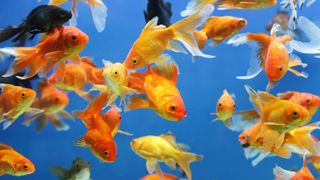 School of goldfish swimming