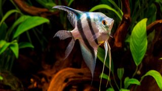 angel fish with a triangular body that's white with black stripes