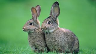 Two rabbits sitting