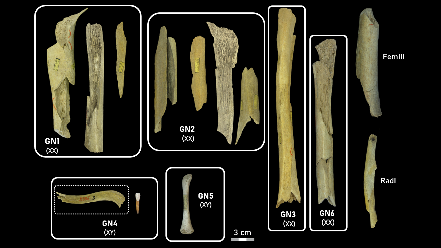 a series of fragmented Neanderthal long bones against a black background