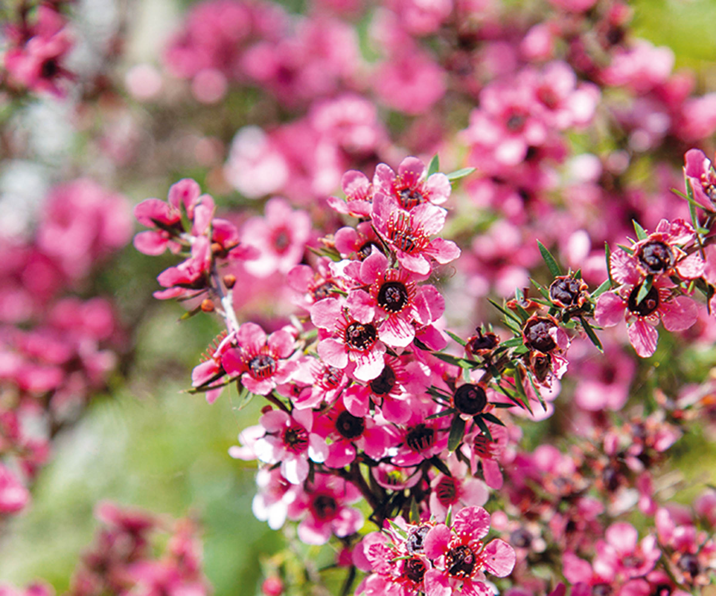 Leptospermum scoparium, Pink Manuka flowers, close-up