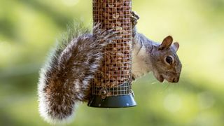 A squirrel hanging off of a bird feeder