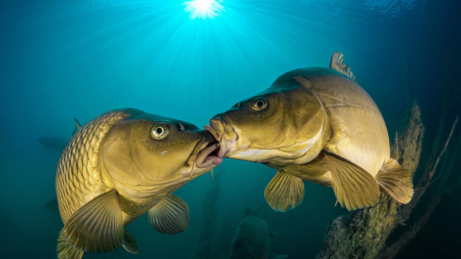 Two large, golden common carp appear to &quot;kiss&quot; underwater near submerged debris, illuminated by a bright shaft of sunlight from the surface.
