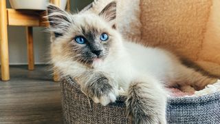 Cat laying in one of the best cat beds