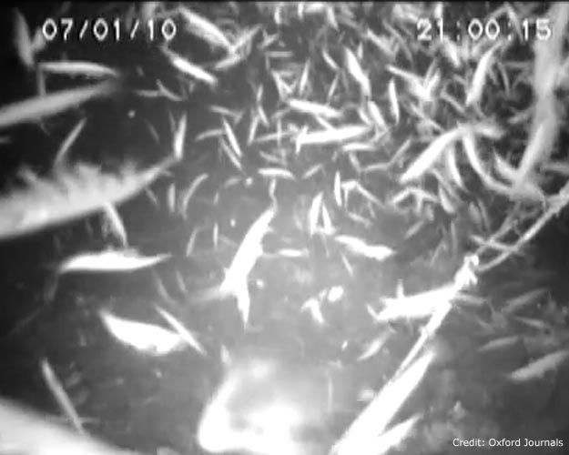 Cameras Catch Tiny Krill Having Deep Water Sex Live Science
