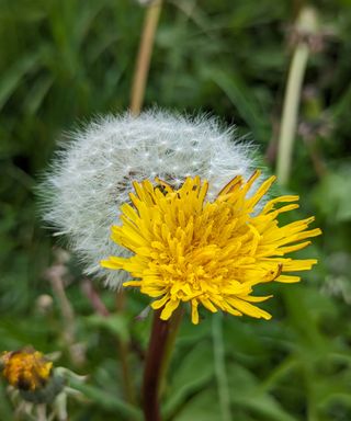 A dandelion flower and a ripe seedhead